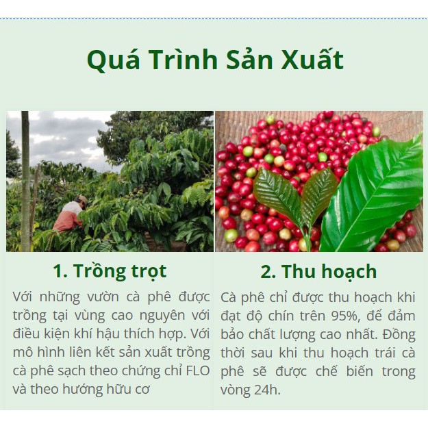 Cà phê pha phin Krông Đăk, Cà phê nguyên chất 100%, Cà phê Robusta Buôn Ma Thuột. | BigBuy360 - bigbuy360.vn