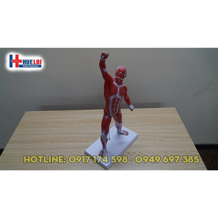 Mô hình giải phẫu tổng hợp lớp cơ nông