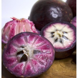 CÂY GIỐNG VÚ SỮA TÍM