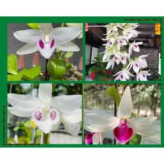 10 mầm hoa lan phi điệp (giả hạc) đủ màu, giá chỉ 5 k 1 ki 10cm trở lên