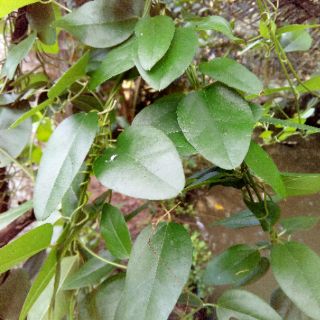 combo 5 cây sương sâm gieo hạt
