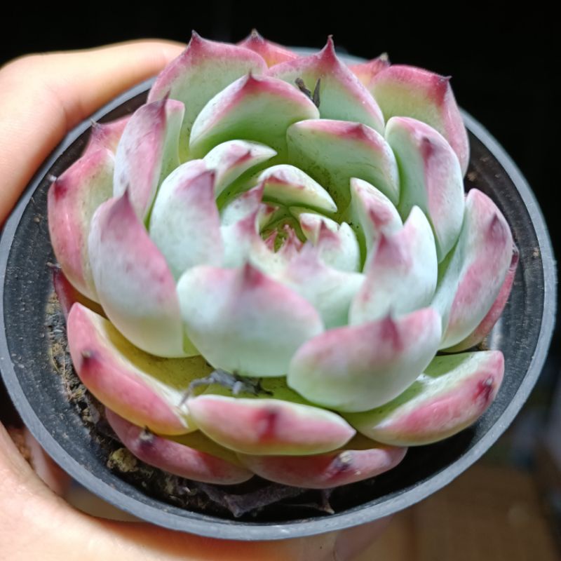 Sale 50% - Sen đá bánh bao lửa size to.