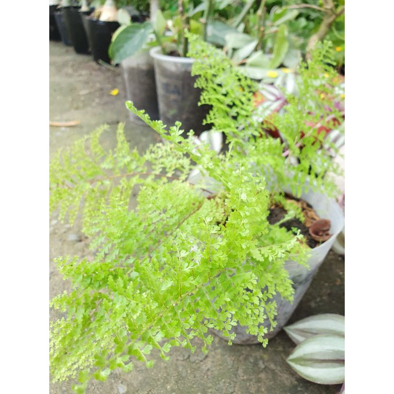 Cây dương xỉ lá kim.