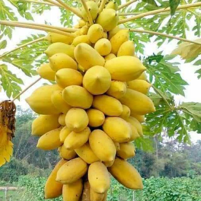 Hạt đu đủ vàng .giongcaynhap