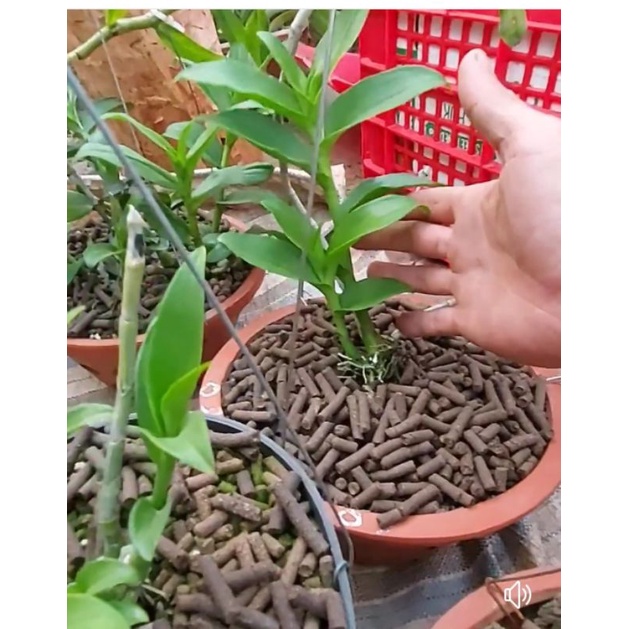 1kg phân hữu cơ Viên Nén trùn quế nguyên chất tan chậm