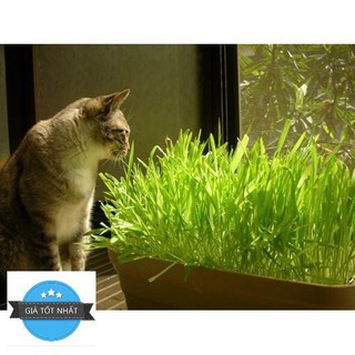 100 Hạt Giống Cỏ Lúa Mì Đỏ Wheatgrass Cỏ Mèo