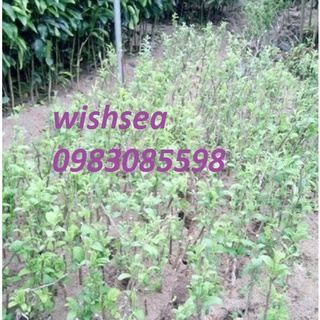 cây táo đài loan, táo đào vàng