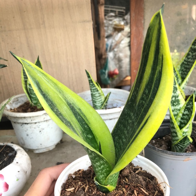 Cây lưỡi hổ thái mini