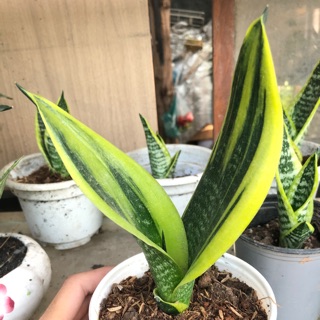Cây lưỡi hổ thái mini