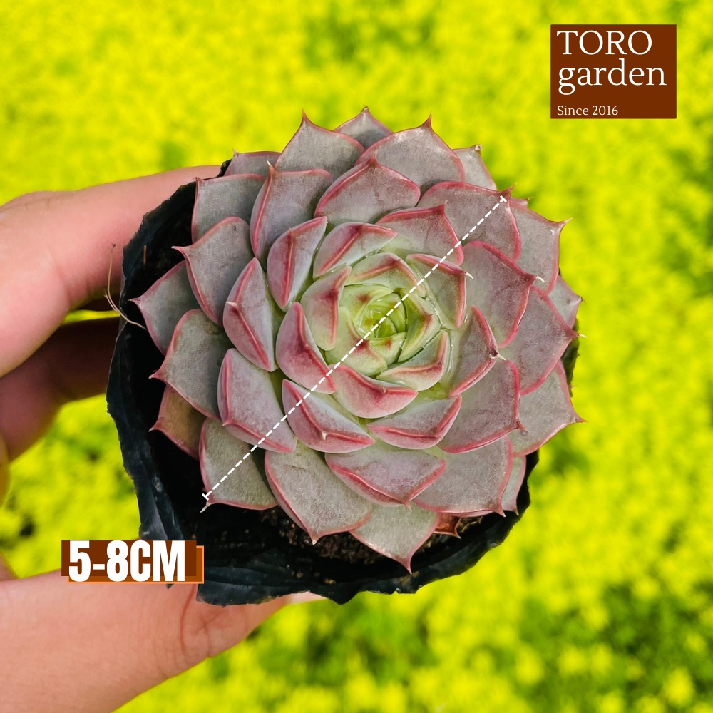 Sen đá hoa hồng đỏ Đà Lạt size bé cây cảnh trang trí nhà cửa Toro garden