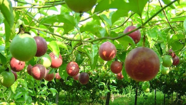 Hạt Giống Cây Chanh Dây, Chanh Leo