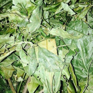 Chè Cỏ – Bài thuốc lợi sữa, thơm sữa cho Bà Mẹ Bỉm Sữa