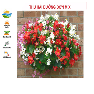 Hạt giống hoa thu hải đường đơn mix 10 hạt