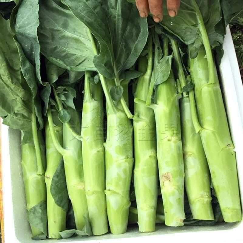 Hạt giống cải rổ  thân mập to chịu nhiệt 100gr