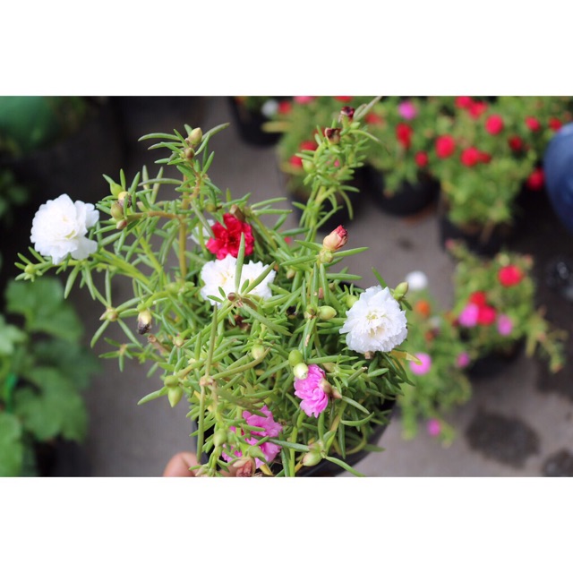 10 giờ Mỹ chậu 3 màu