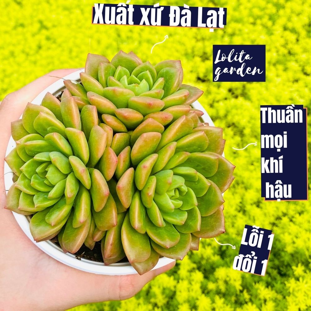 Sen đá mặt trời Đà Lạt size trung bình cây cảnh trang trí nhà cửa Lolita garden