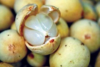 CÂY GIỐNG BÒN BON