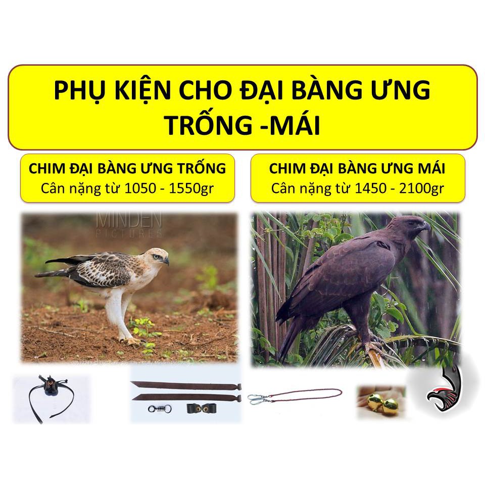 PHỤ KIỆN CHO CHIM ĐẠI BÀNG ƯNG TRỐNG VÀ MÁI