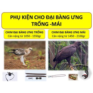 PHỤ KIỆN CHO CHIM ĐẠI BÀNG ƯNG TRỐNG VÀ MÁI