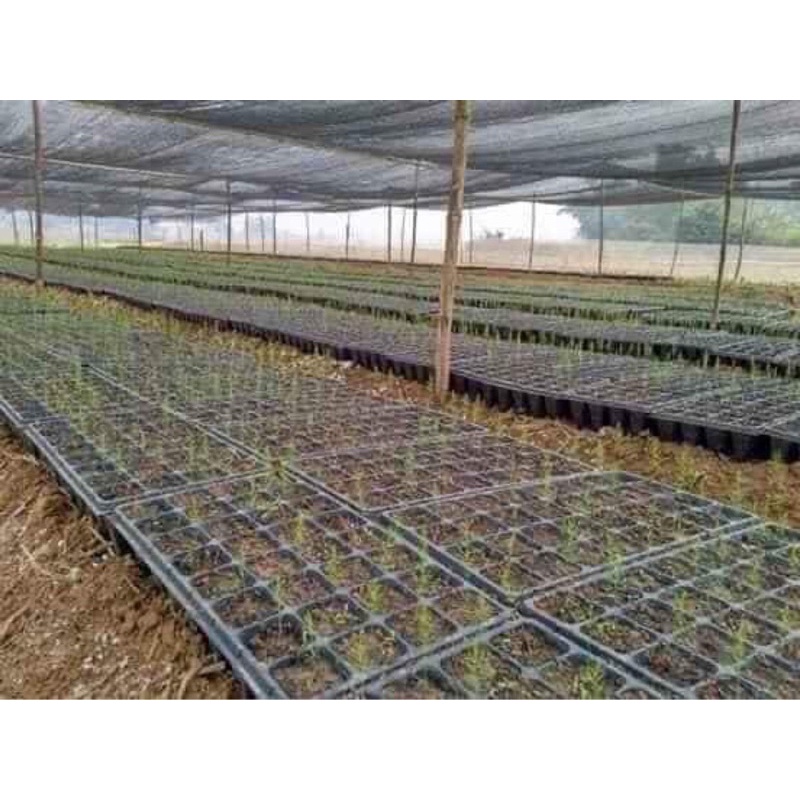 sét 5 khay ươm hạt 32 lỗ sâu ( miệng 6,5cm sâu 11cm)- Hàng dày loại 1