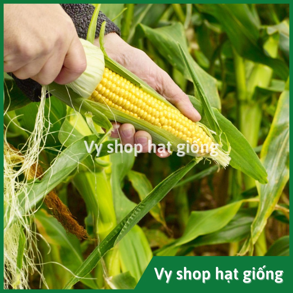 Hạt giống bắp Mỹ  Thái Lan gói 110 hạt