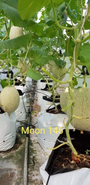 [Hạt Giống Nhật]Gói 10 hạt dưa lưới moon 146 ruột cam siêu ngọt chịu nhiệt tốt