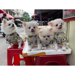Áo Nỉ Hoạt hình 19k