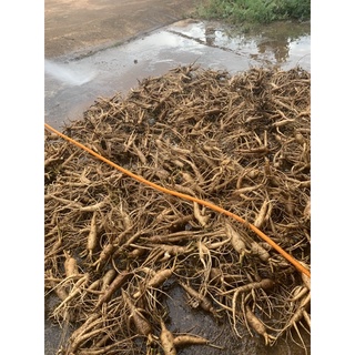 Sâm Bố chính 3-6 củ /kg