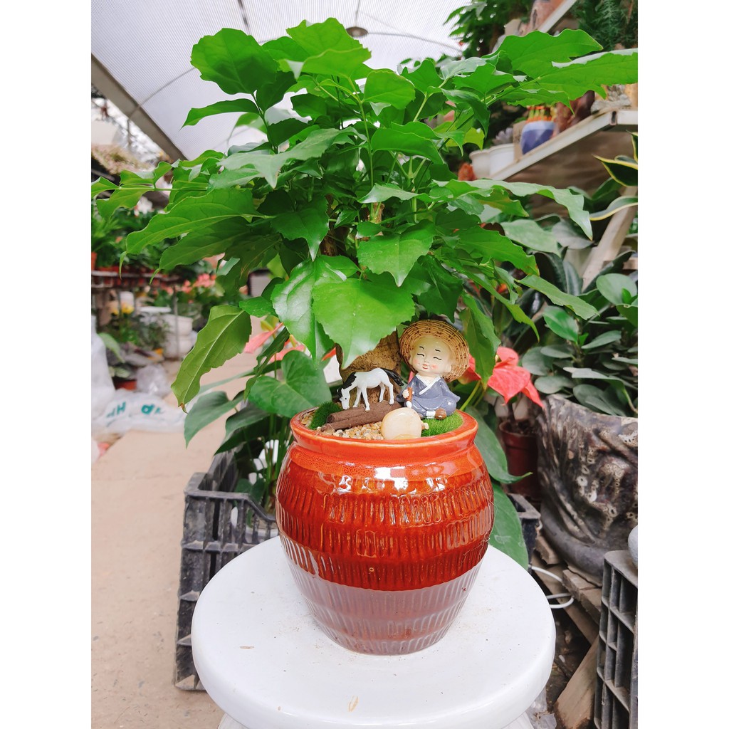 Cây hạnh phúc bàn to