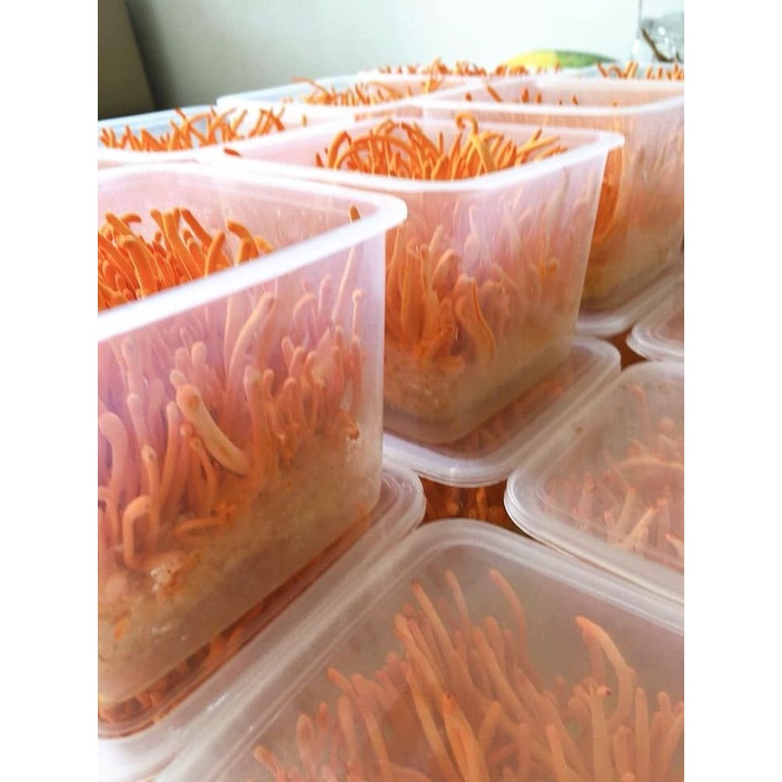 Đông Trùng Hạ Thảo sinh khối cao cấp - hộp 180 gram
