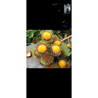 Sale Tháng 08 Cây chôm chôm ruột vàng