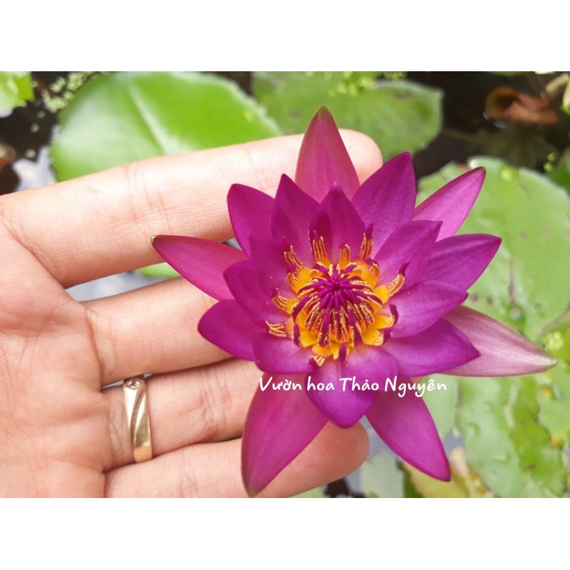 Cây hoa súng Thái Lan màu đỏ đậm Đ-01