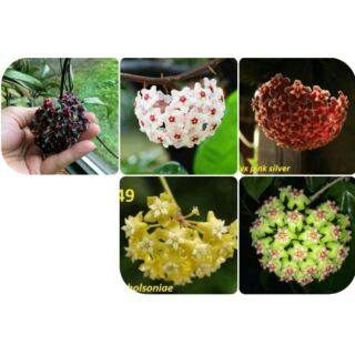 Combo 5 sắc màu cẩm cù ạ.ji
