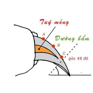 Kìm cắt móng cán thẳng cho chó mèo