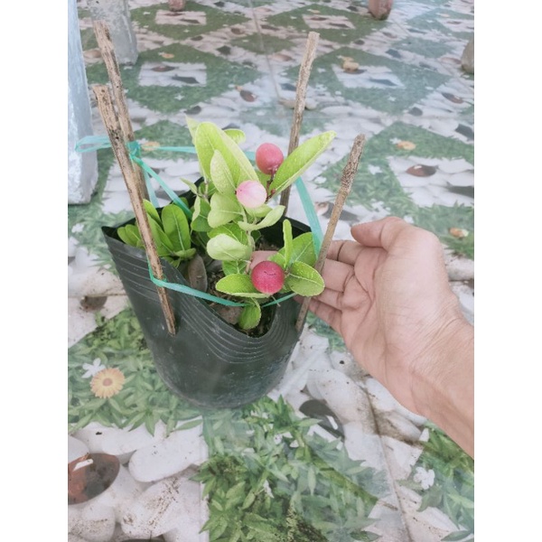 Cây siro có trái y hình