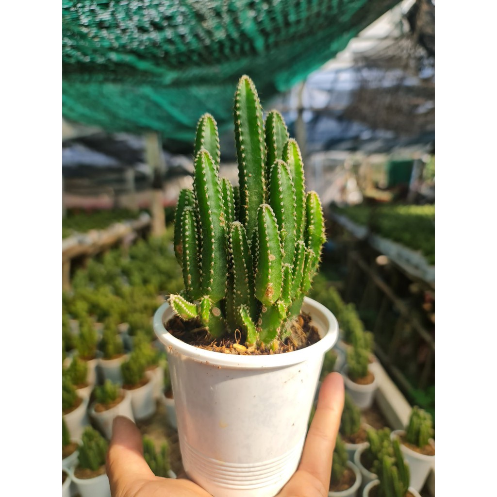 CÂY XƯƠNG RỒNG THANH SƠN  ,, phong thuỷ tài lộc để bàn mini GIÁ RẺ, lọc khí, Cây Tươi Nguyên