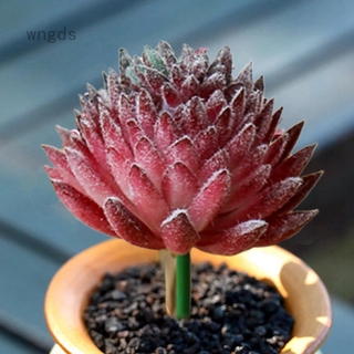 Artificial succulents, floristry, artificial flowers, plastic artificial plants