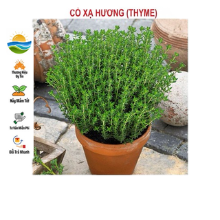 Hạt giống cỏ xạ hương - 100 hạt
