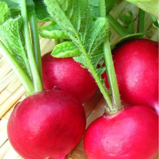 0.5 GR - HẠT GIỐNG CỦ CẢI CHERRY MIX