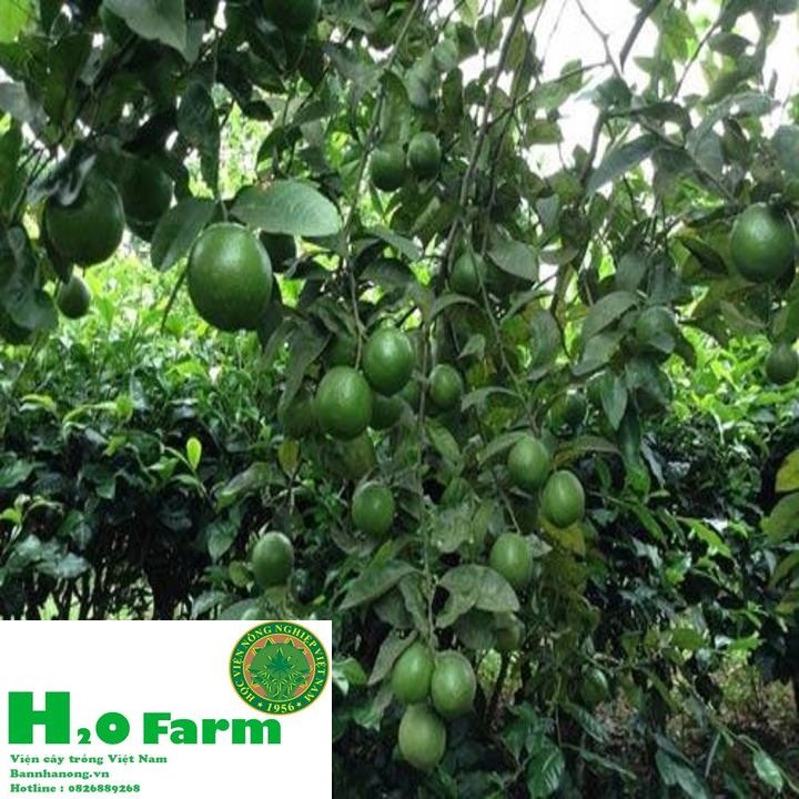 Cây chanh tứ quý