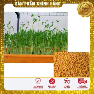 Hạt giống rau mầm cải thảo dược Methi