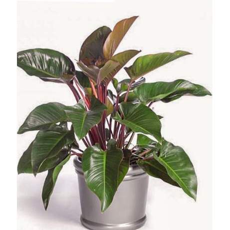Cây trầu bà đế vương đỏ to, Cao 50cm ba thân cực mập mạp lá to khỏe mang phong thủy tốt thanh lọc không khí