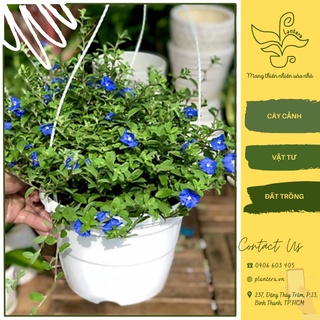 Cây thanh tú chậu treo - cây cảnh ưa nắng