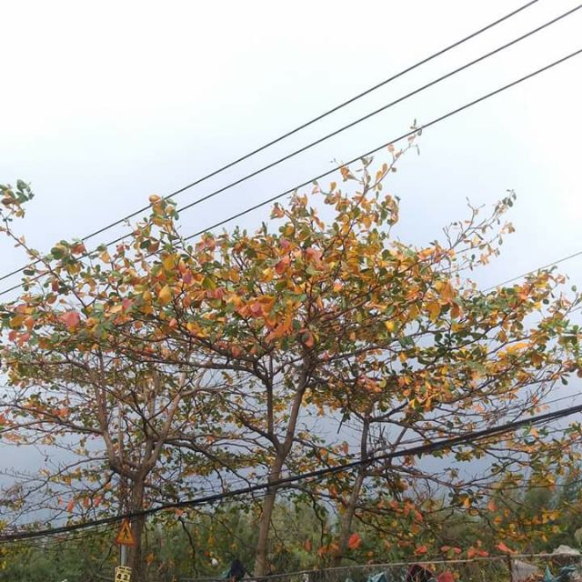 Lá bàng khô tự nhiên