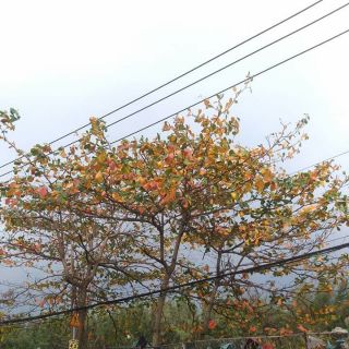 Lá bàng khô tự nhiên
