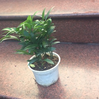 Cây kim giao nhỏ 15cm