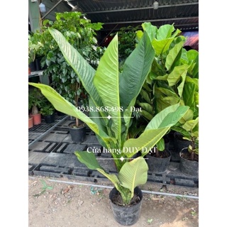 Cây Đại phú gia cao từ 1m