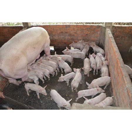An Thai Bổ Nái - Nái đẻ sai, con khỏe, Heo nái nhiều sữa