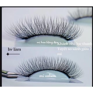 Mi hoa hồng đen (hoa sơn trà)