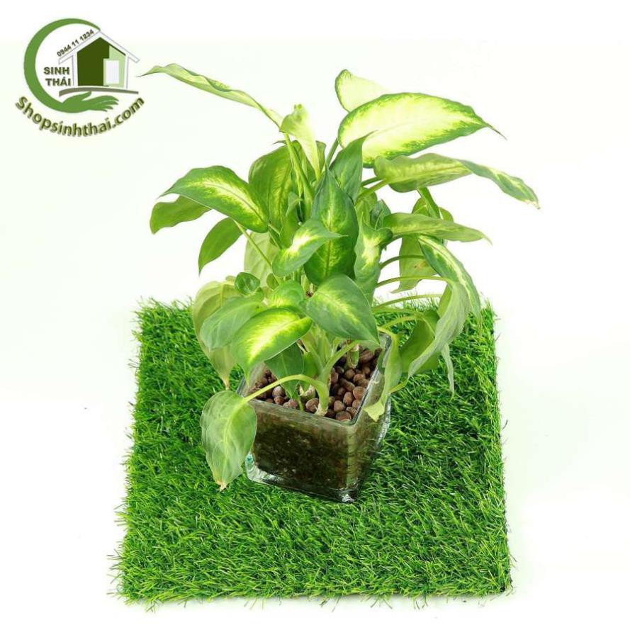 Tấm cỏ cao cấp trang trí trên bàn làm việc 25x25cm